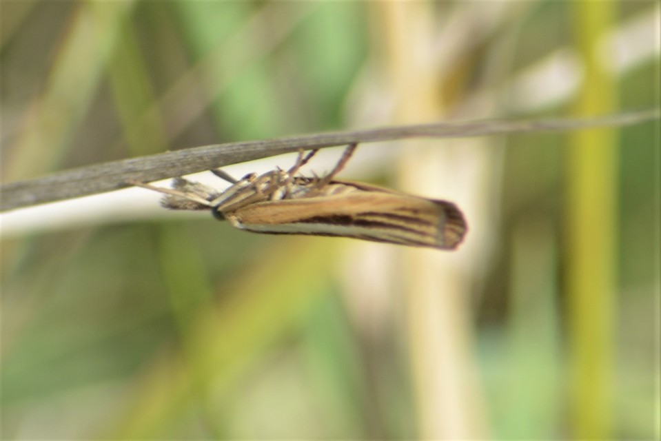Agriphila