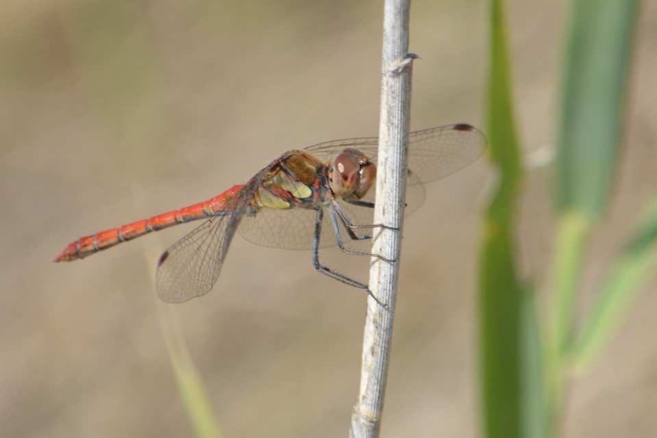 Sympetrum striolatum - harántsávos katona-szitakötő