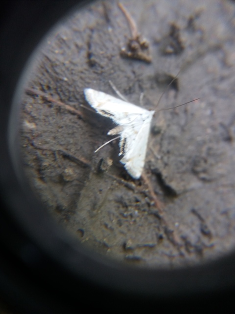 Cataclysta lemnata - békalencsemoly