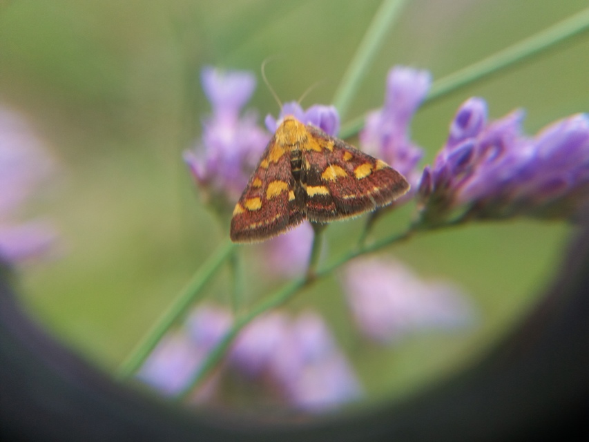 Pyrausta purpuralis - közönséges bíbormoly