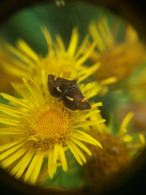 Pyrausta obfuscata - félholdas kormosmoly