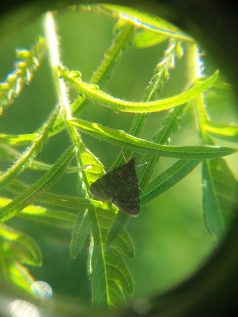 Heliothela wulfeniana - fényes kormosmoly