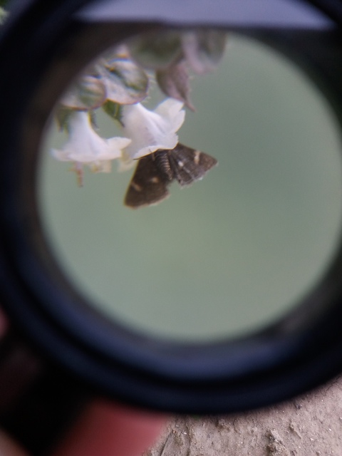 Heliothela wulfeniana - fényes kormosmoly