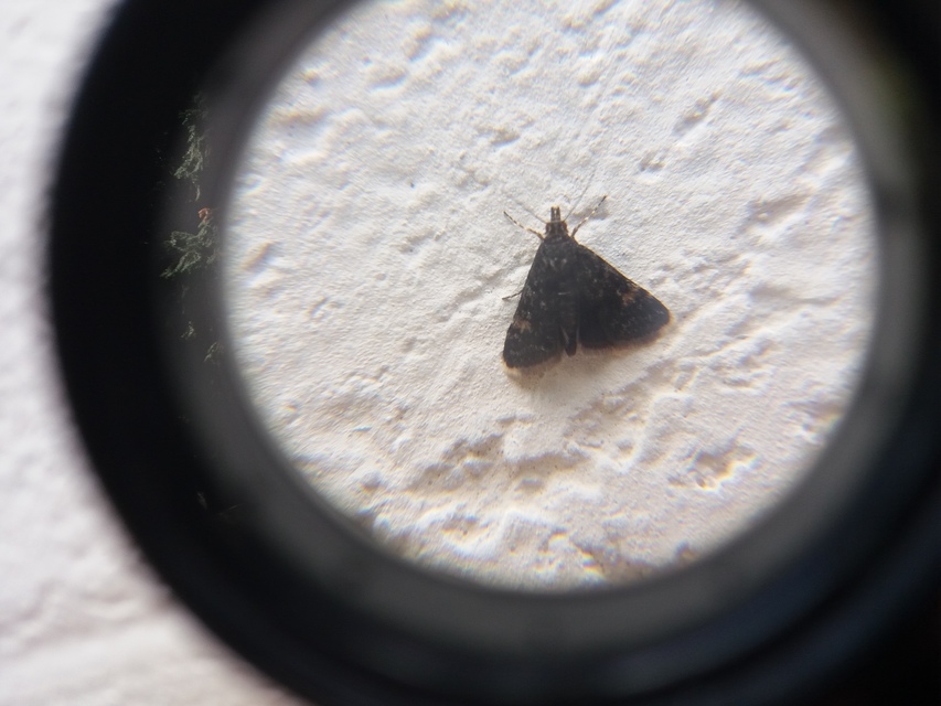 Heliothela wulfeniana - fényes kormosmoly