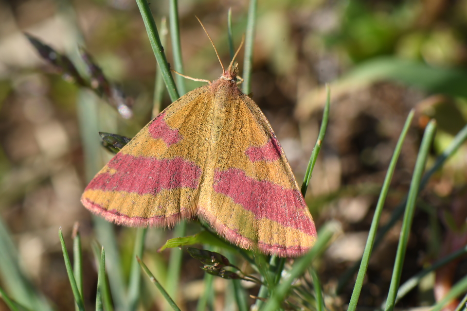 Lythria cruentaria - bíborcsíkos araszoló