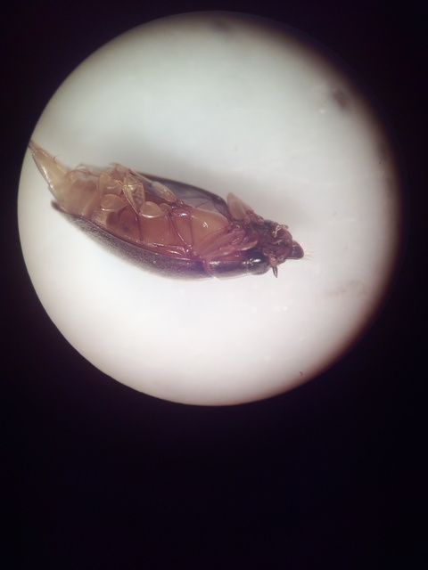 Orectochilus villosus - szőrös keringőbogár