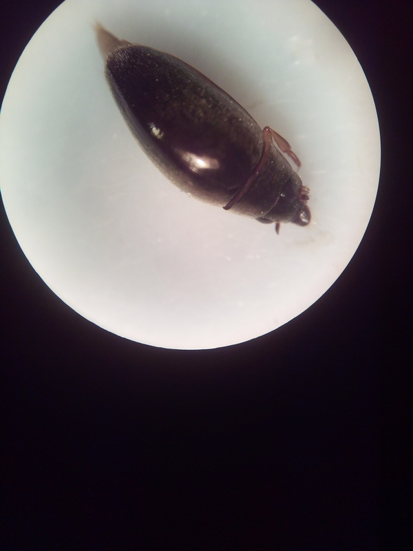 Orectochilus villosus - szőrös keringőbogár