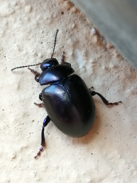 Chrysolina sturmi - vöröslábú levelész