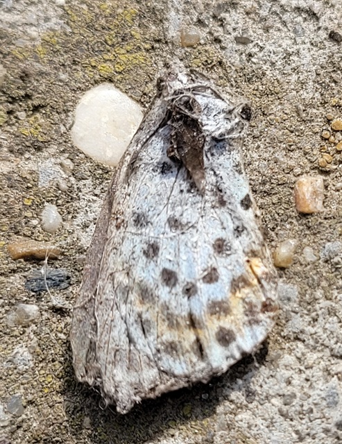 Scolitantides orion - szemes boglárka