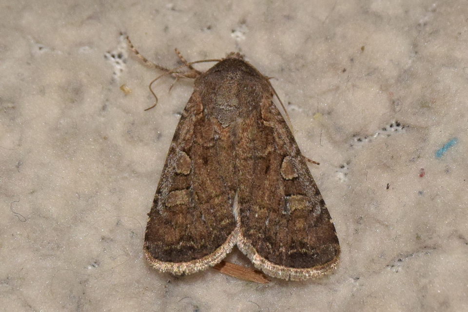 Euxoa tritici - búza-földibagoly