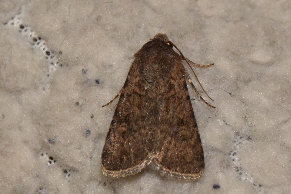 Euxoa tritici - búza-földibagoly