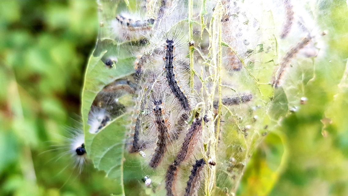 Hyphantria cunea - amerikai fehér medvelepke