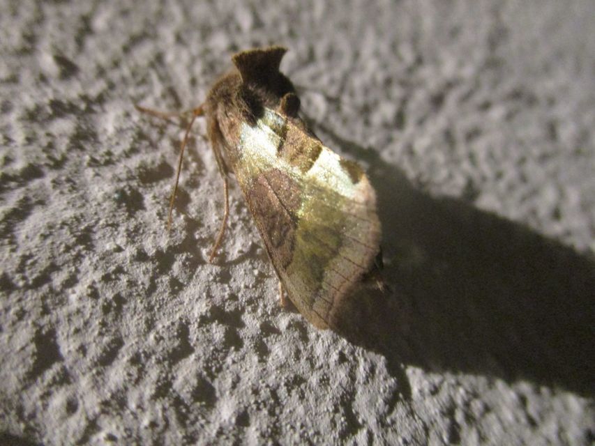 Diachrysia chrysitis - aranybagoly