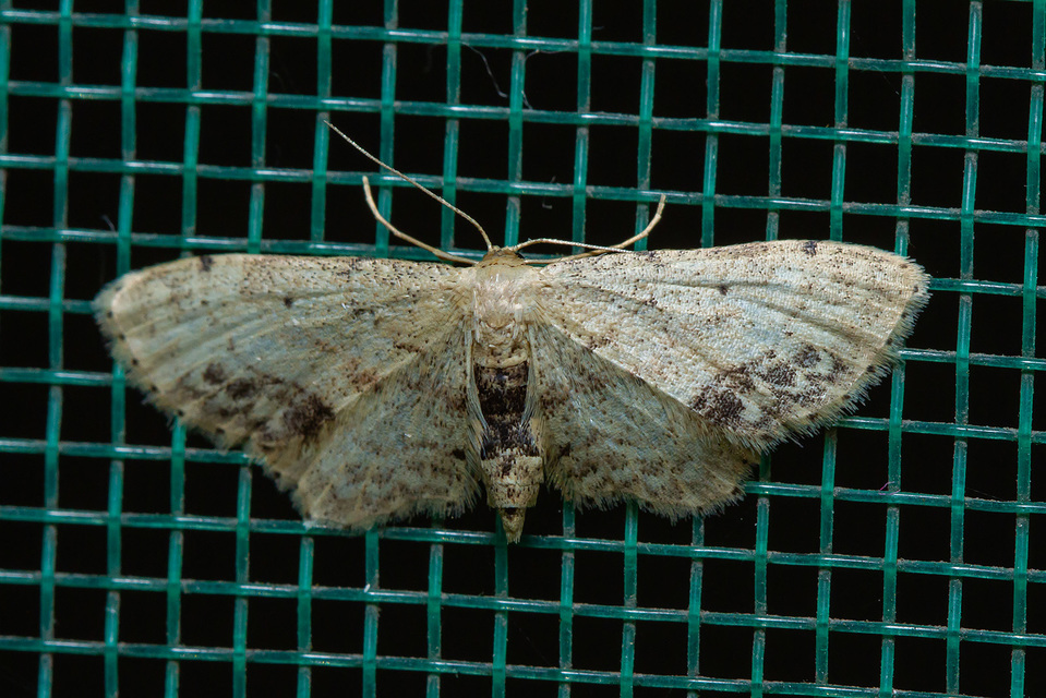 Idaea dimidiata - gyakori apróaraszoló