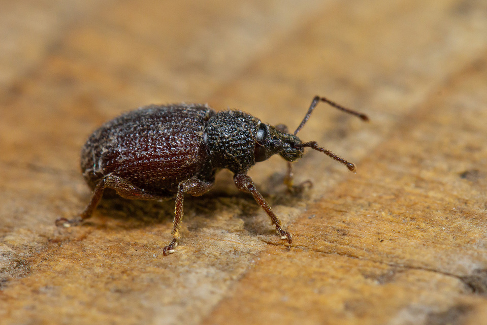 Otiorhynchus rugosostriatus - szamóca-gyalogormányos