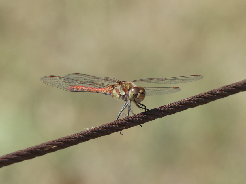 Sympetrum striolatum - harántsávos katona-szitakötő
