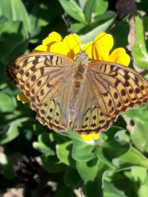 Argynnis pandora - zöldes gyöngyházlepke