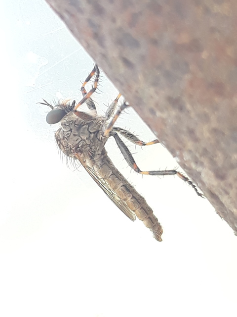 Tolmerus cingulatus