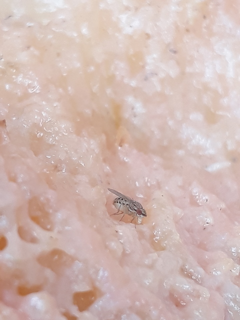 Drosophila busckii
