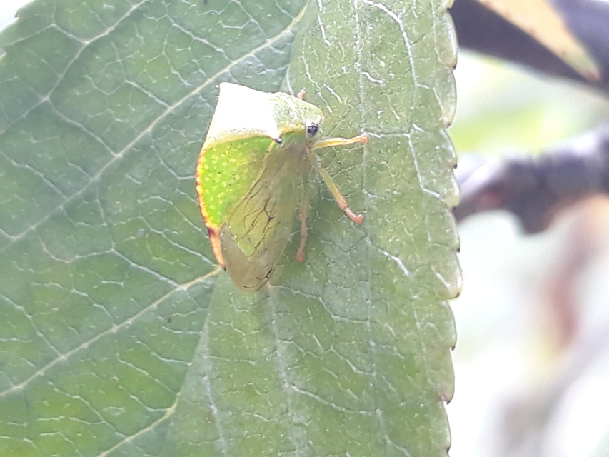 Stictocephala bisonia - bivalykabóca