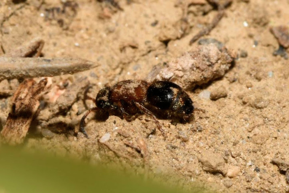 Smicromyrme