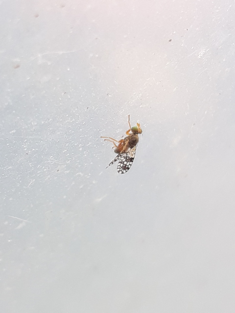 Tephritidae - fúrólégyfélék