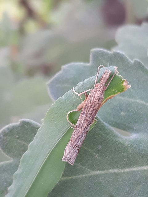 Pediasia contaminella - mocskos fűgyökérmoly