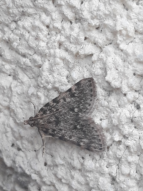 Aglossa pinguinalis - zsiradékmoly