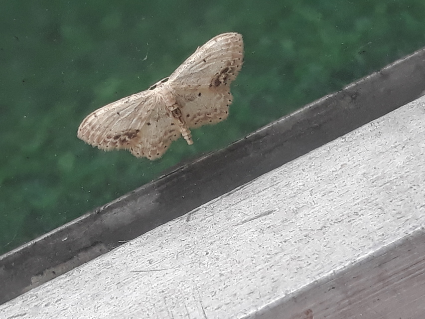 Idaea dimidiata - gyakori apróaraszoló