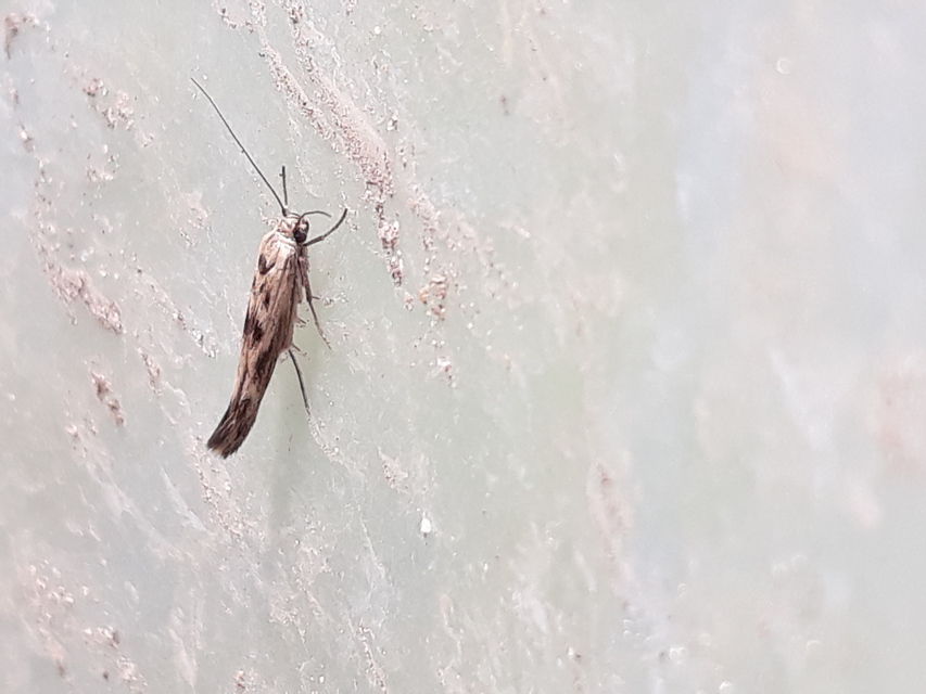 Scythris limbella - parajfonó zöldmoly