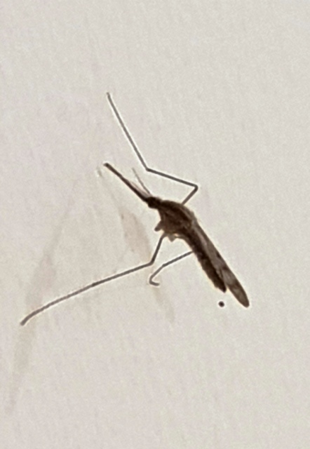 Anopheles