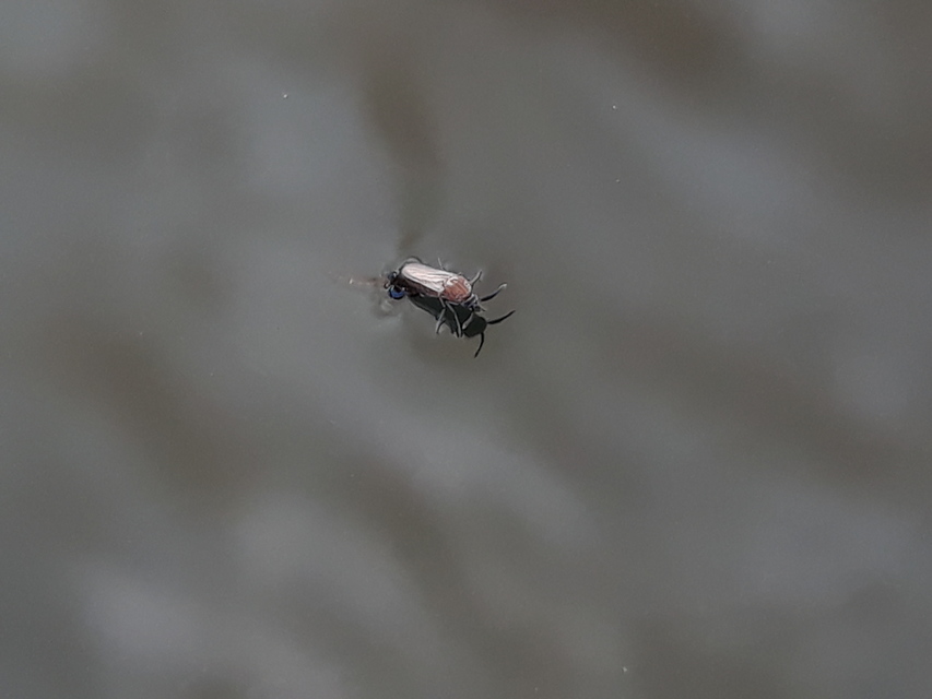Ceratopogonidae - törpeszúnyogok