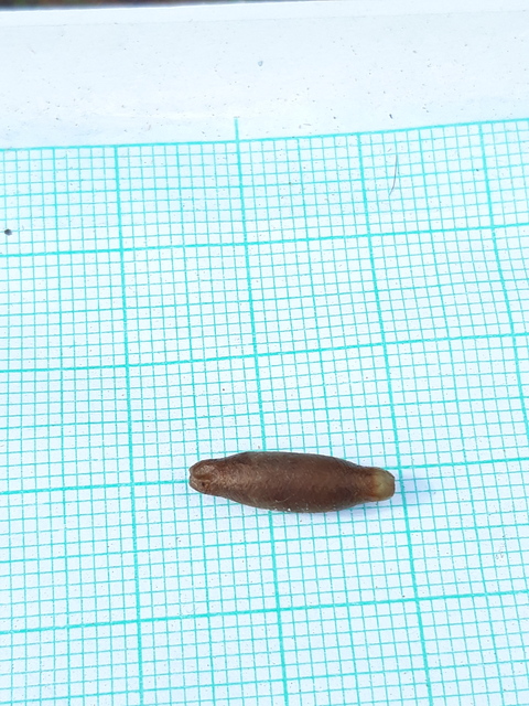Latibulus