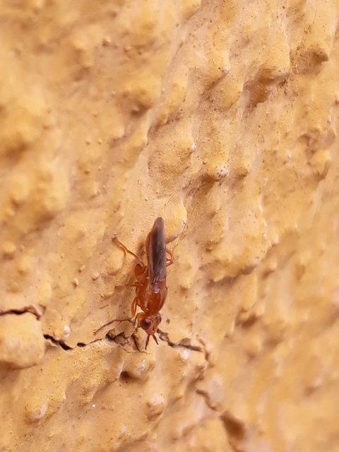 Chloropidae - gabonalegyek