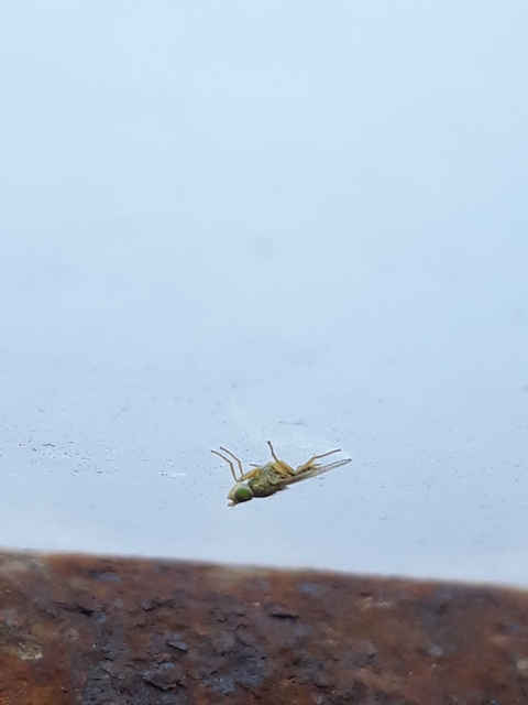 Tephritidae - fúrólégyfélék