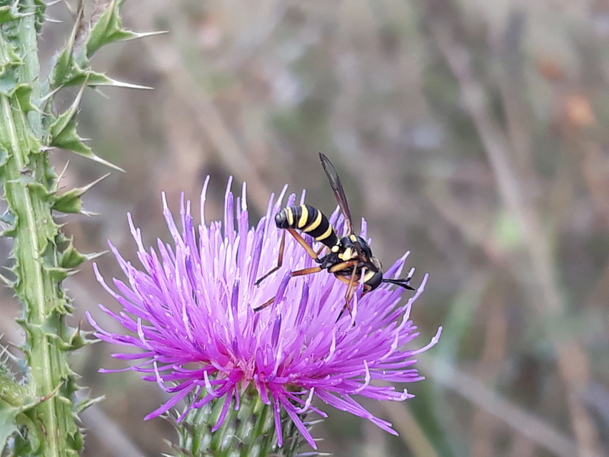 Conopidae - fejeslegyek