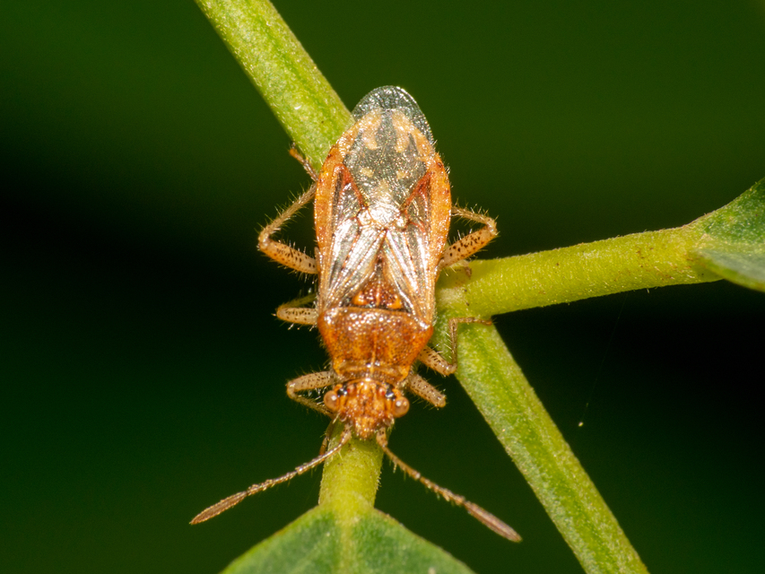Rhopalus parumpunctatus - közönséges üvegszárnyú-poloska