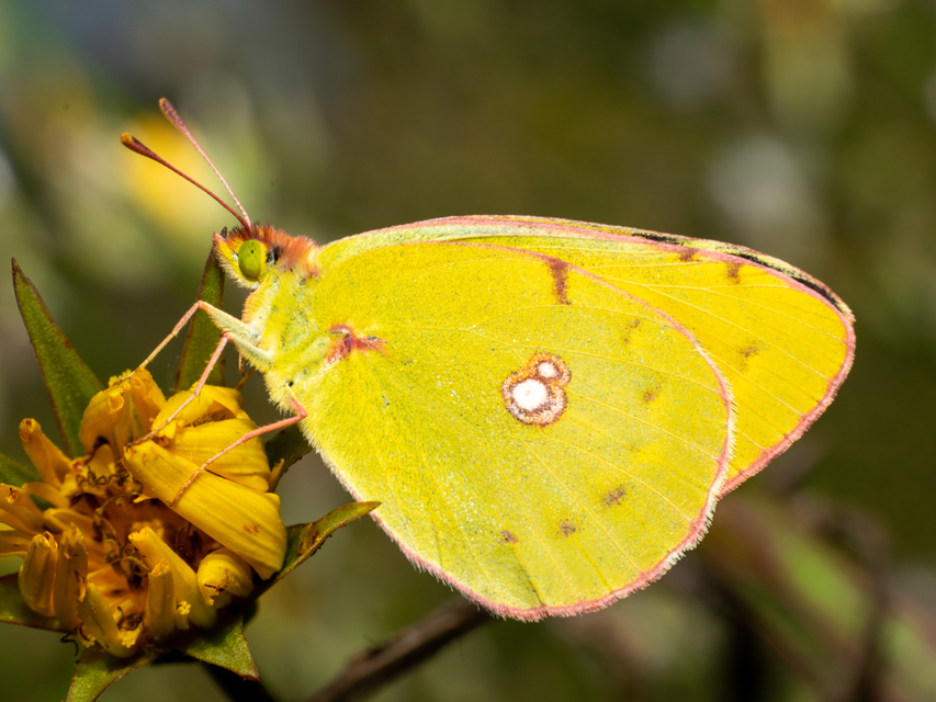 Colias alfacariensis - déli kéneslepke