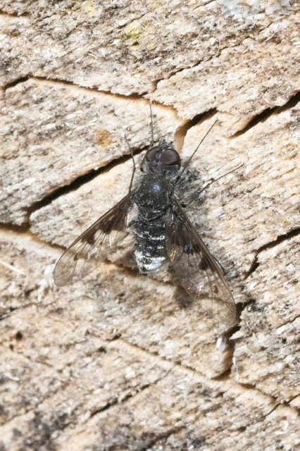 Anthrax trifasciatus