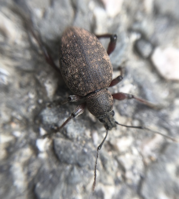 Dodecastichus mastix - lécesorrú gyalogormányos