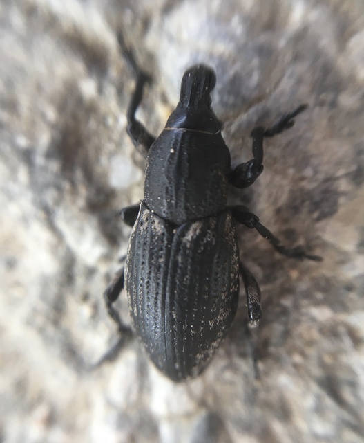 Pseudocleonus cinereus - hamvas barkó