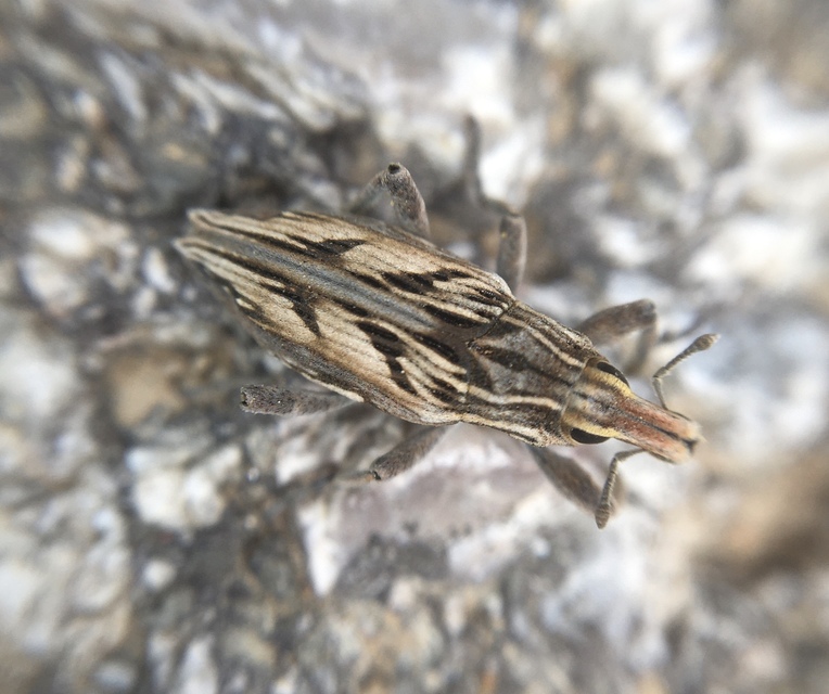 Coniocleonus nigrosuturatus - nyíljegyes barkó