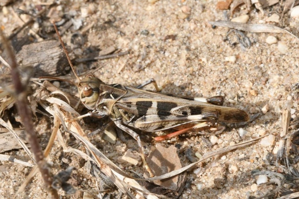 Oedaleus decorus - szalagos sáska