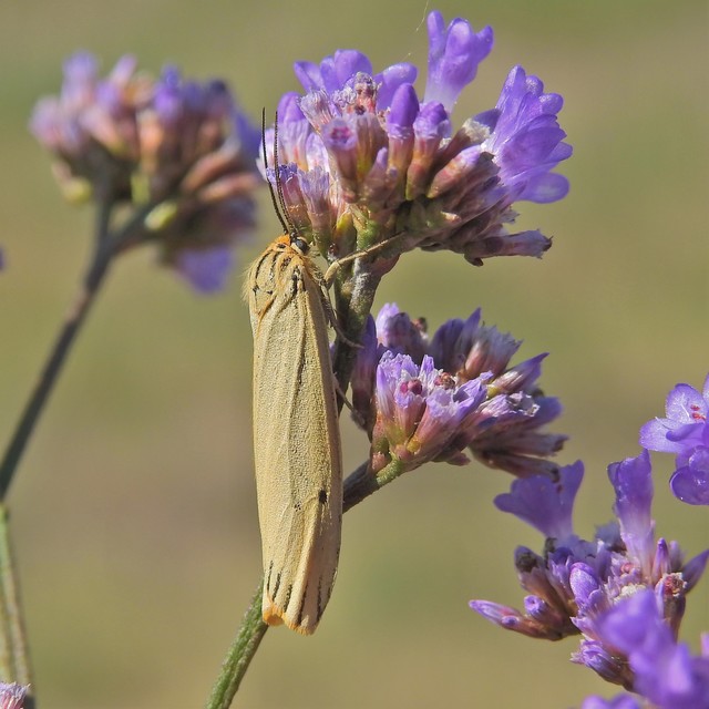 Spiris striata - csíkos molyszövő