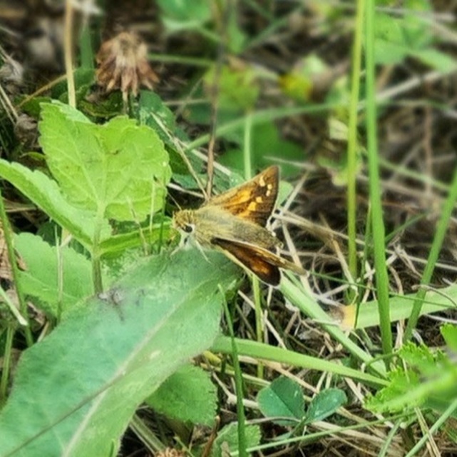 Hesperia comma - vesszős busalepke