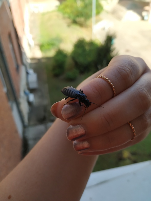Pterostichus niger - komor gyászfutó