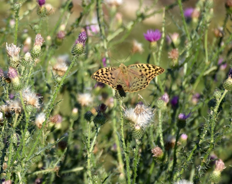 Argynnis pandora - zöldes gyöngyházlepke