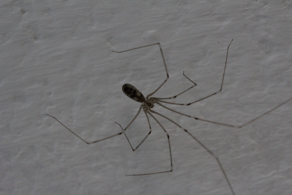 Pholcus phalangioides - nagy álkaszáspók Pholcus phalangioides - nagy álkaszáspók