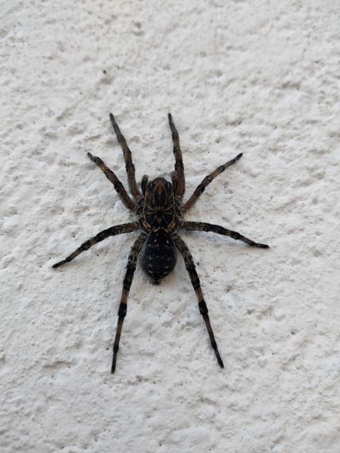 Geolycosa vultuosa - pokoli cselőpók