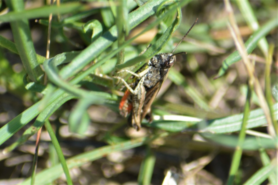 Omocestus rufipes - vöröshasú tarlósáska